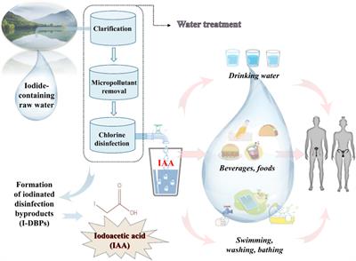 Impacts of iodoacetic acid on reproduction: current evidence, underlying mechanisms, and future research directions